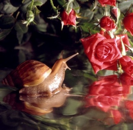 Иллюстрация к сказке Андерсена 'Улитка и розы'