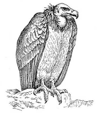 Иллюстрация к сказке братьев Гримм 'Гриф-птица'
