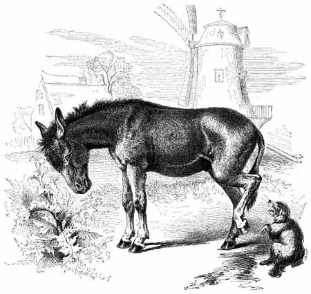 Иллюстрация к сказке братьев Гримм 'Салатный осел'