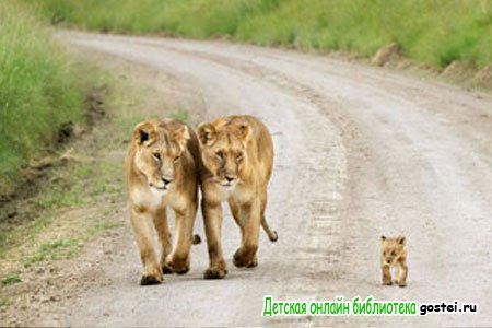 Фото иллюстрация к басне Крылова 'Воспитание льва'